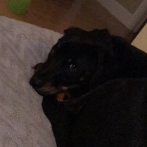 Meet your Posher, Daniel